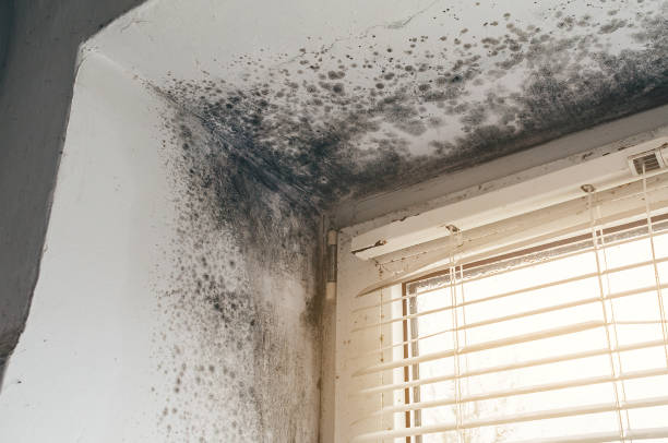 Affordable Mold Remediation solutions in Whidbey Island Station, WA